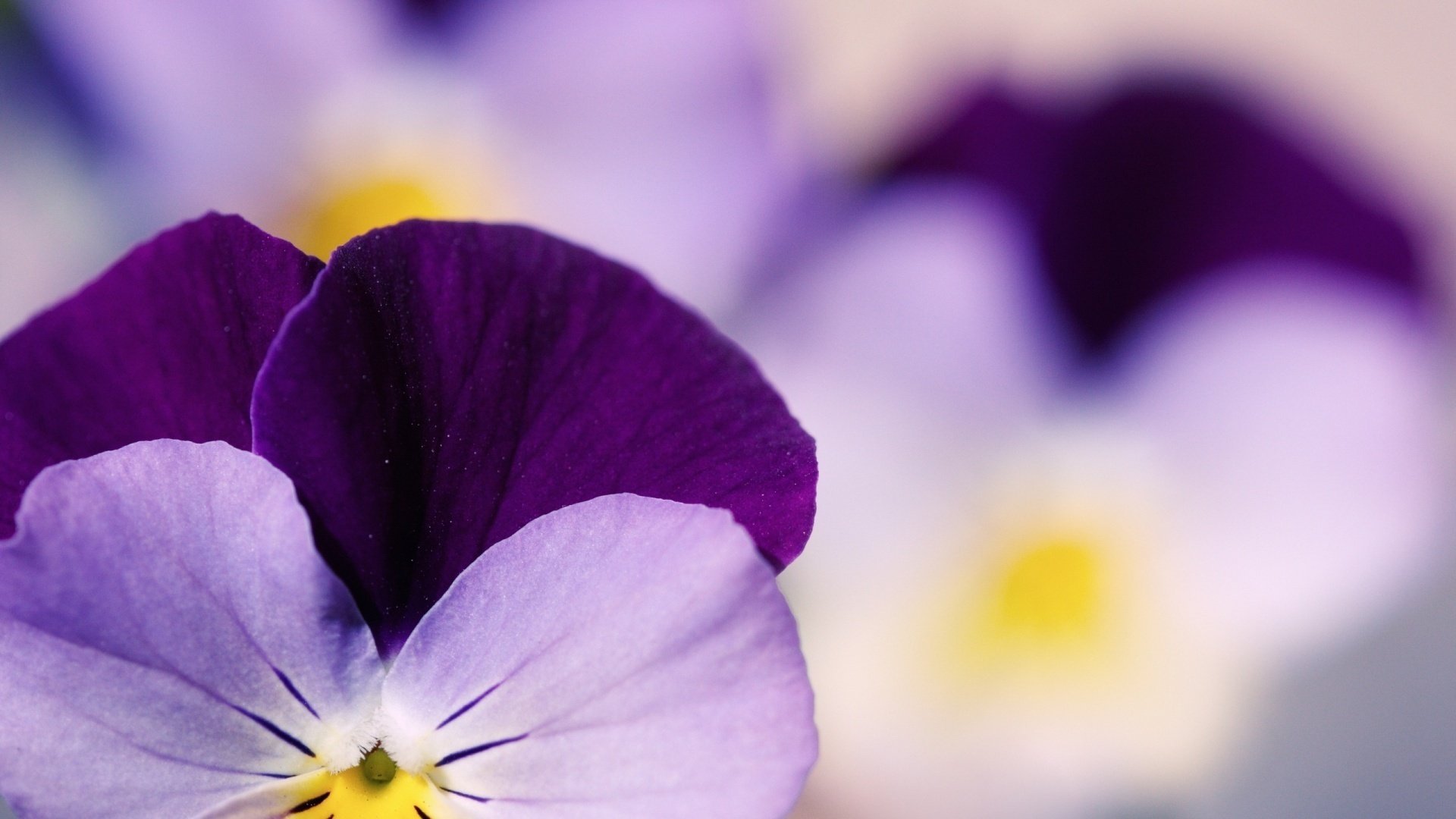 pensamientos flores pansy pansies púrpura jardín ternura