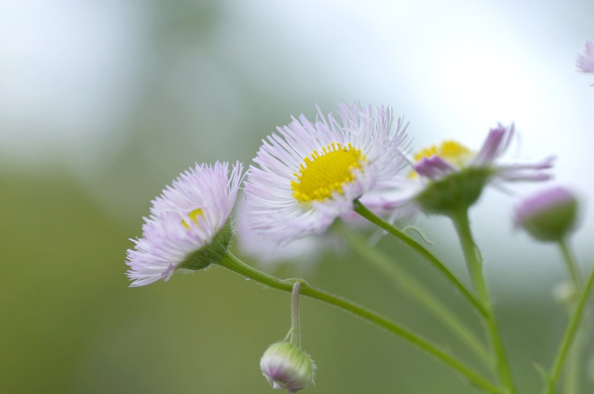 fleur jaune plante pétales camomille blanc