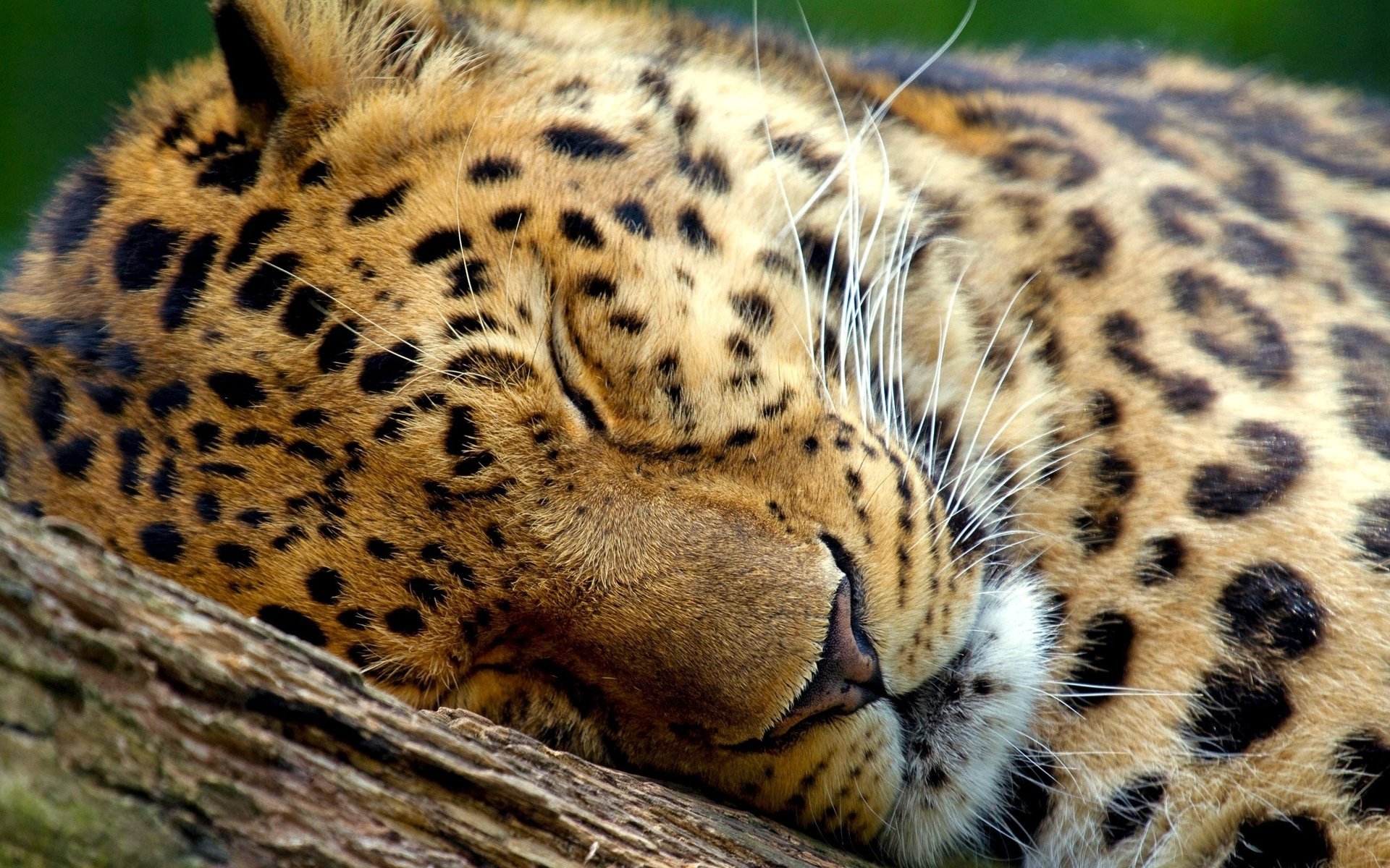 leopard big cat sleep calm animals savannah forest leave