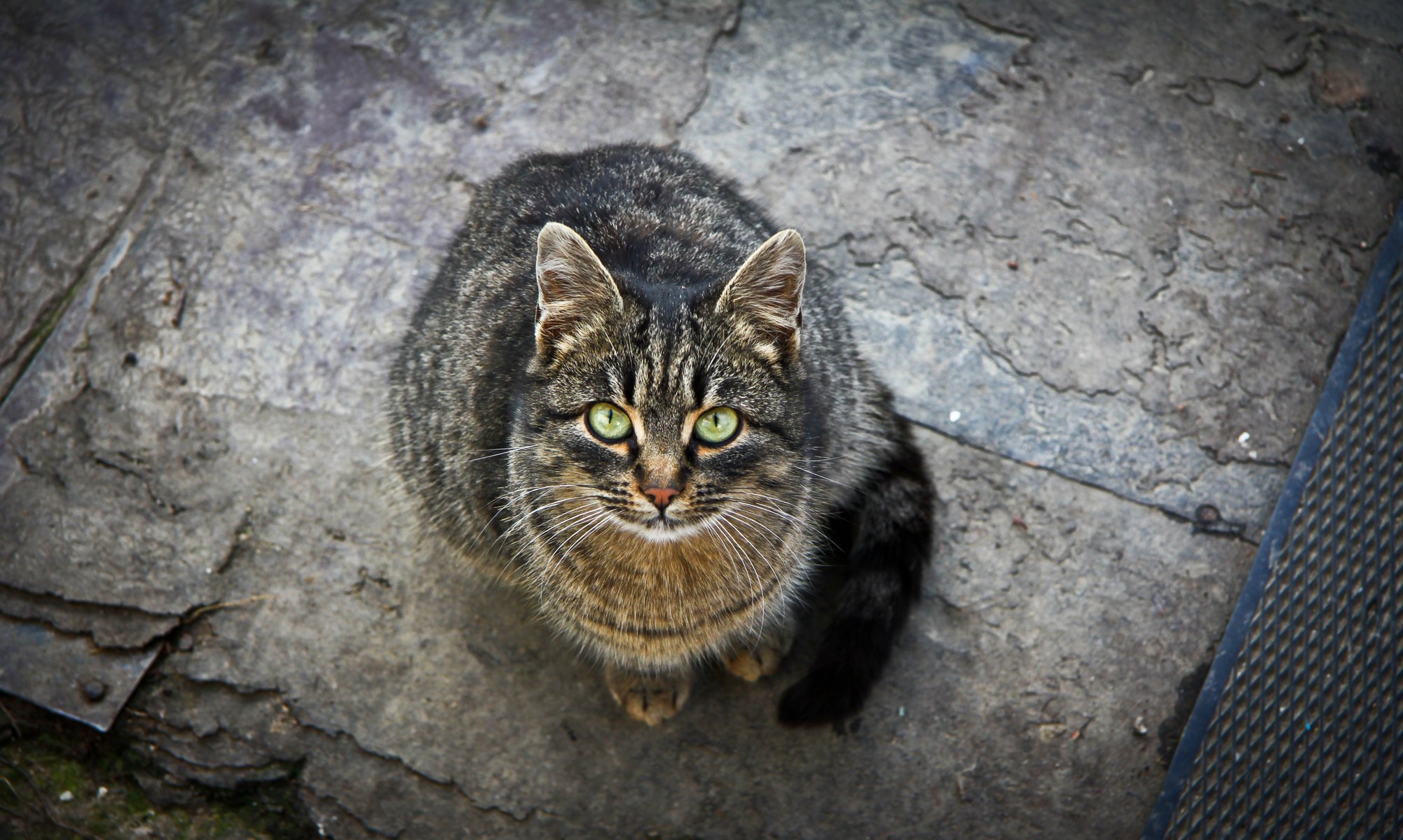 cat green eyes gaze cat