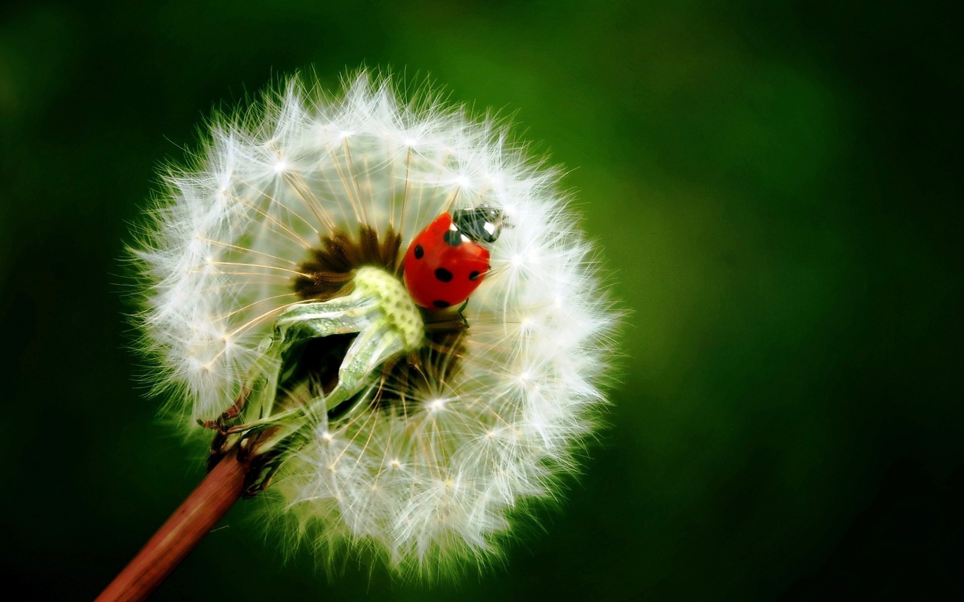 insetto ariosità ladybird coccinella scarabeo dente di leone verde verde fiore tenerezza dandelion