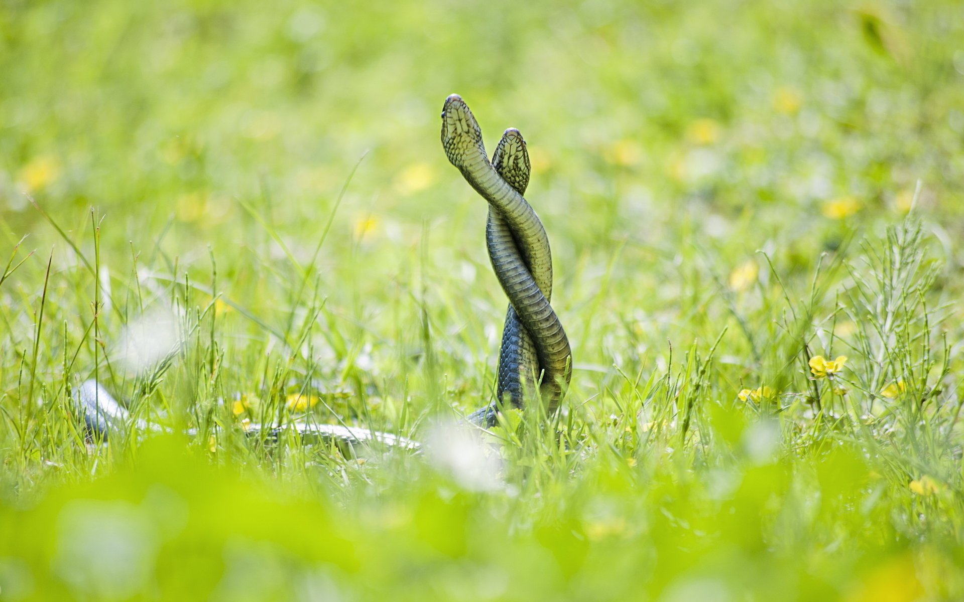 serpents fond nature