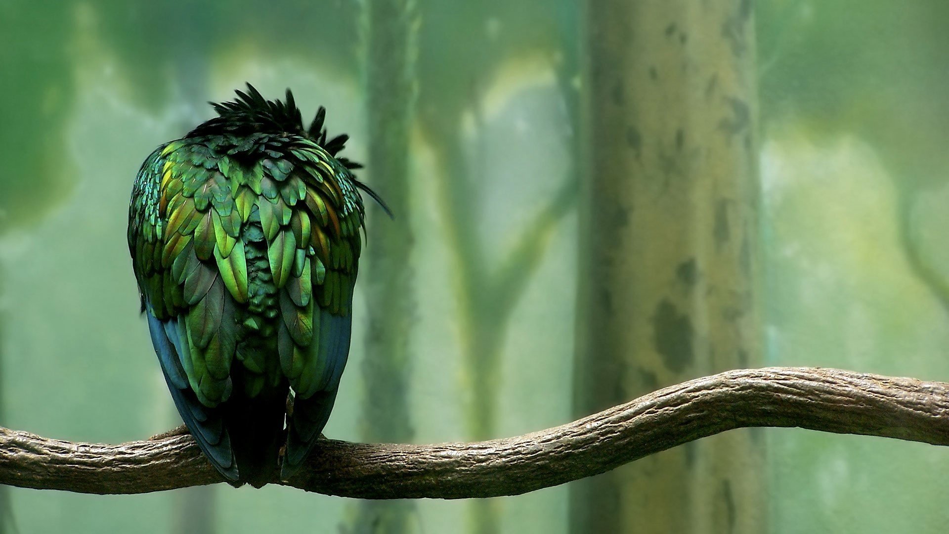 calma pájaro loro verde plumas bosque rama loro verde bosque pájaro rama