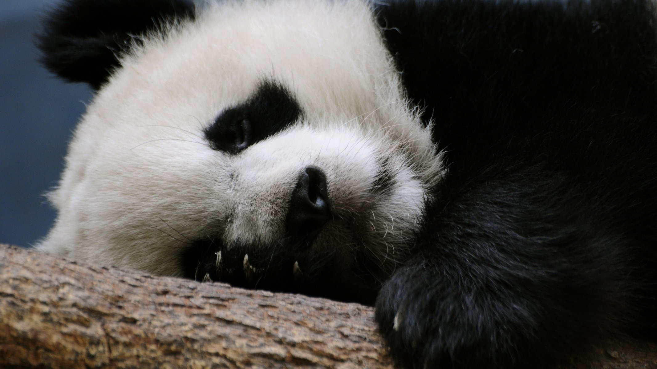 panda sommeil calme