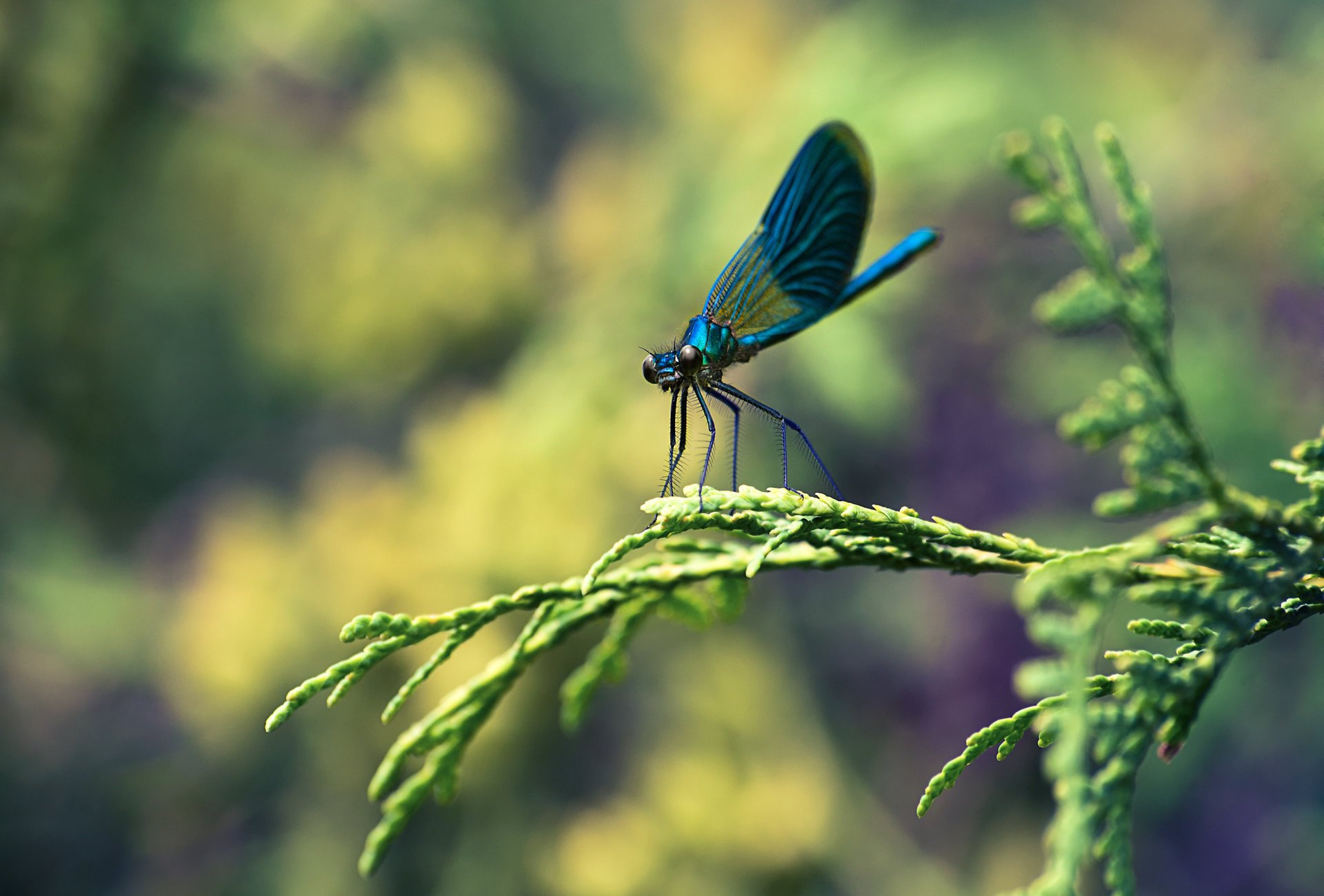 libellule gros plan branche insecte