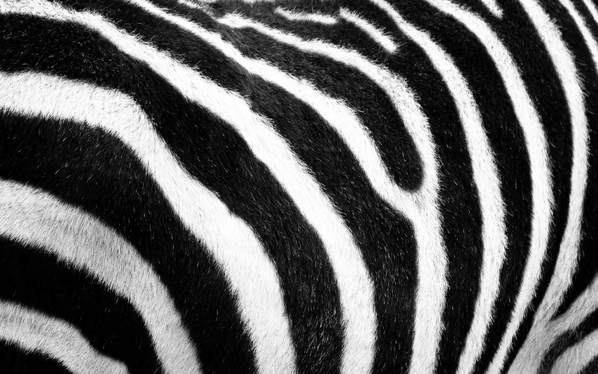 zebra pelz wolle schwarz und weiß streifen safari