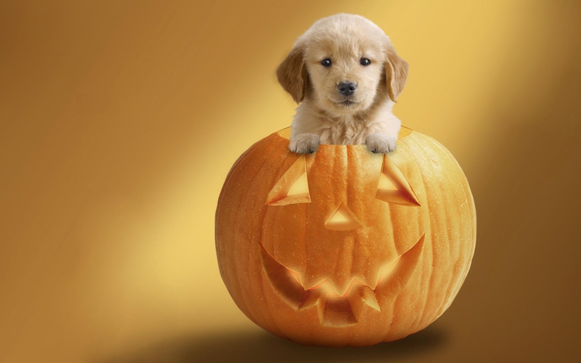 halloween chien vacances fond citrouille