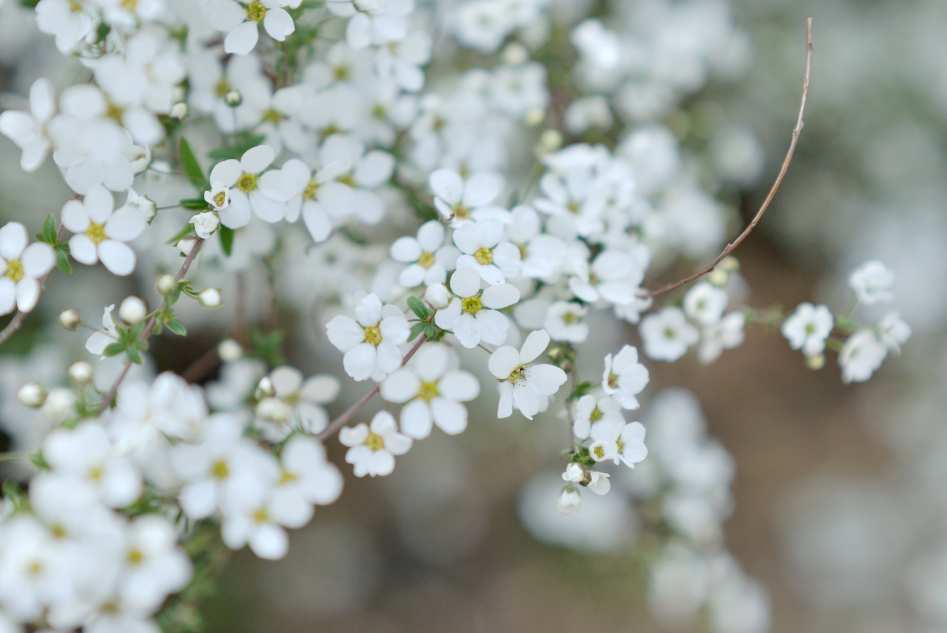 fiori fioritura bianco ramoscello petali piccolo