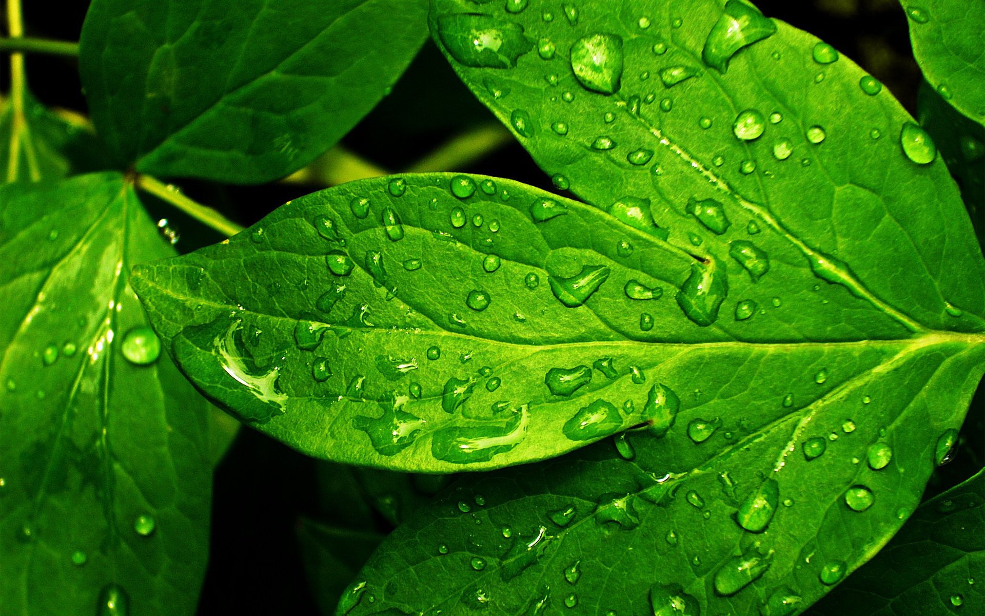 foglia pianta foglia verde freschezza rugiada