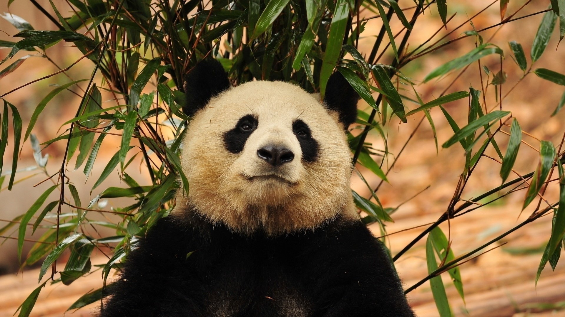 panda bambou museau animaux