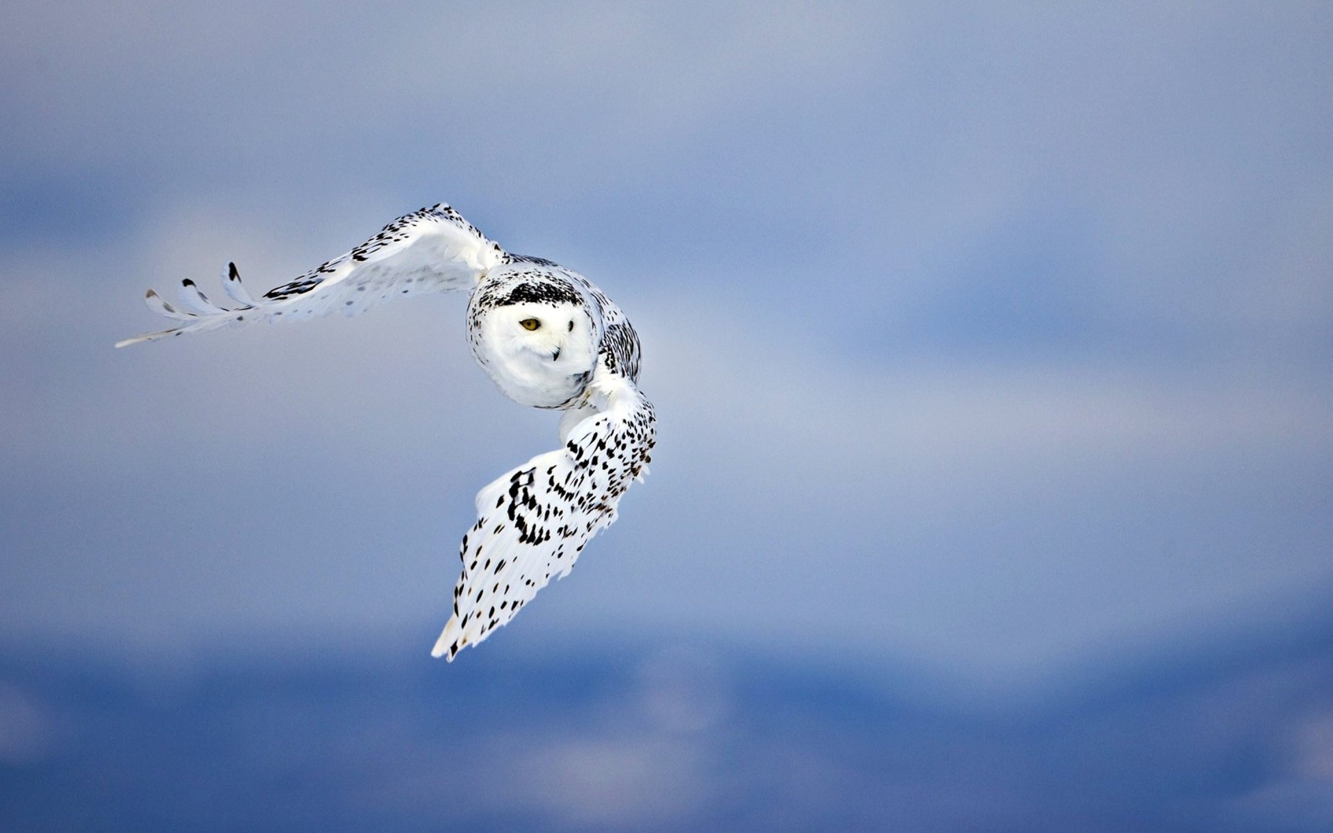 búho fondo vuelo depredador pájaro cielo alas manchas