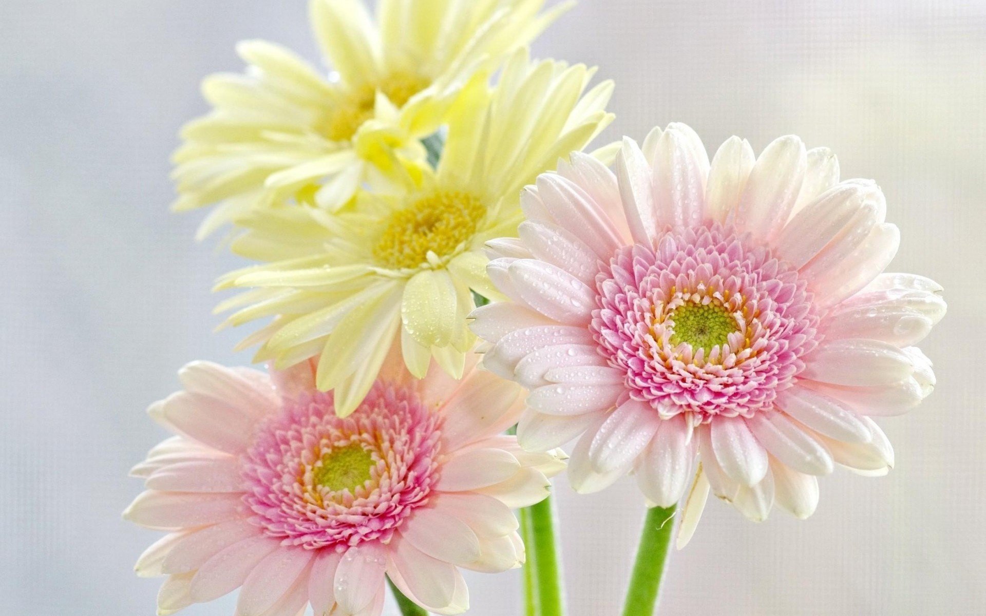 fleurs chrysanthèmes gouttes fraîcheur