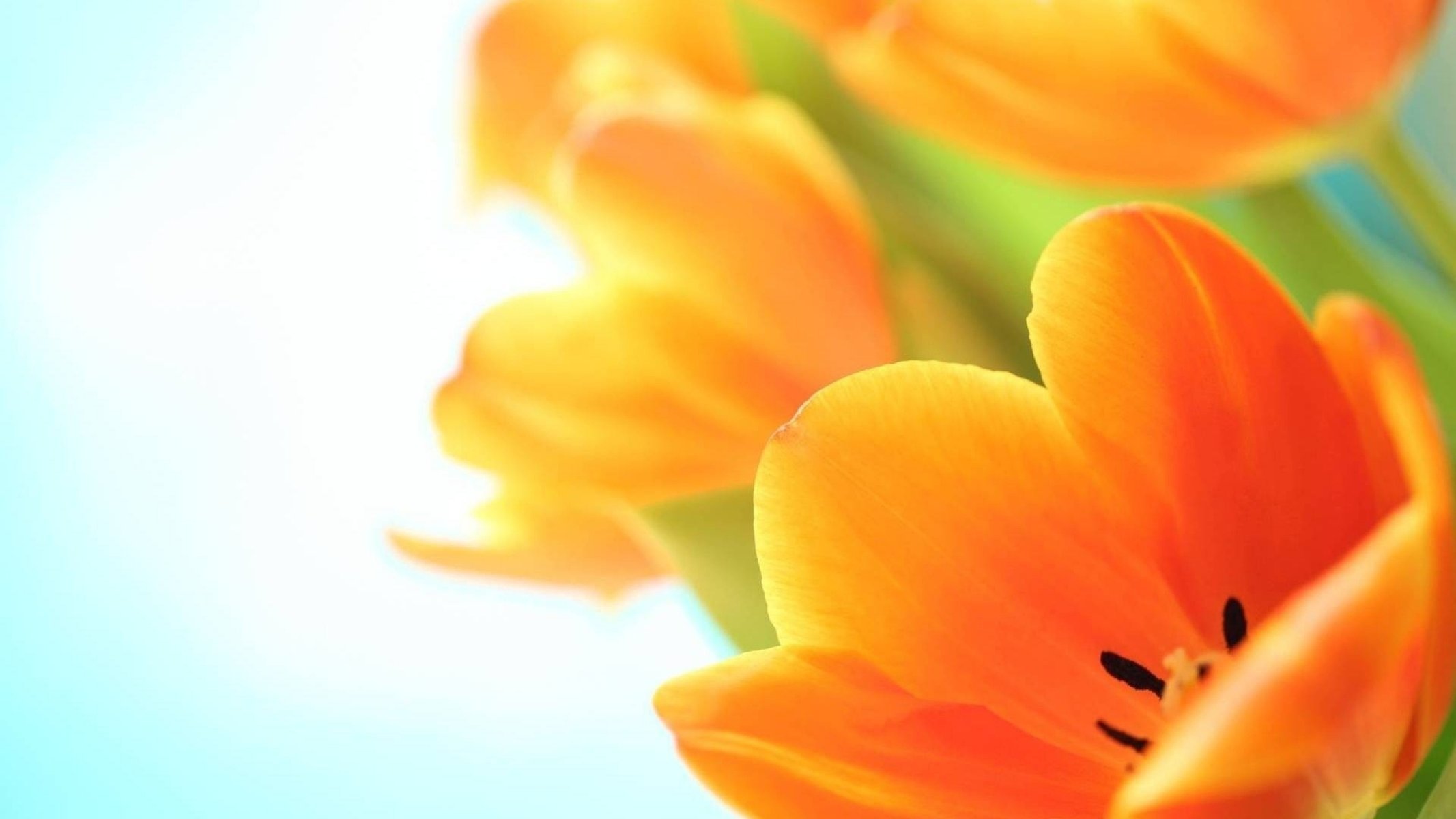 fleurs tulipes orange printemps bouquet