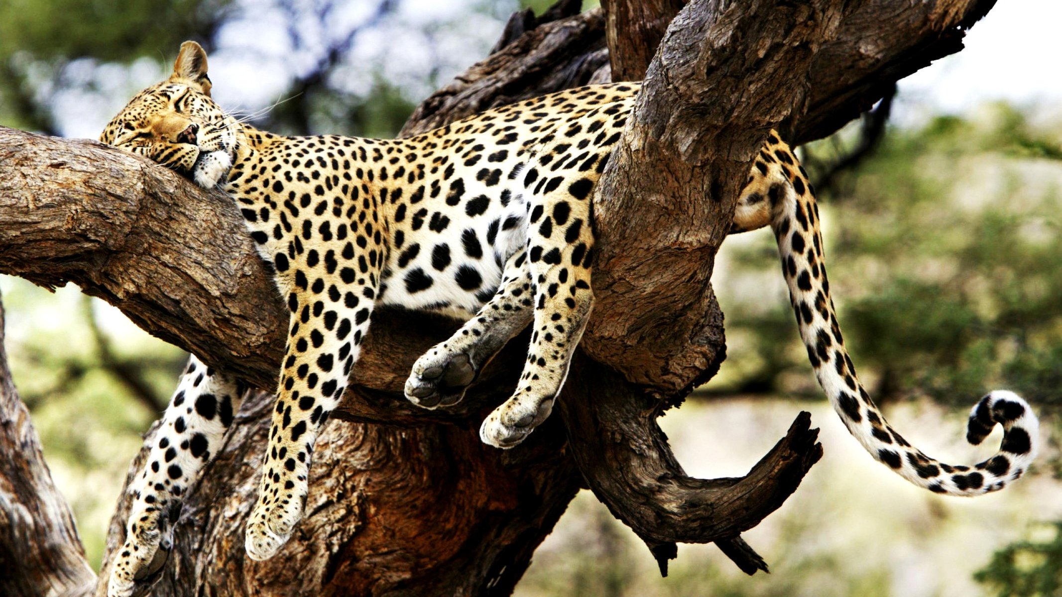 guépard chat sauvage sommeil arbre repos savane nature animaux