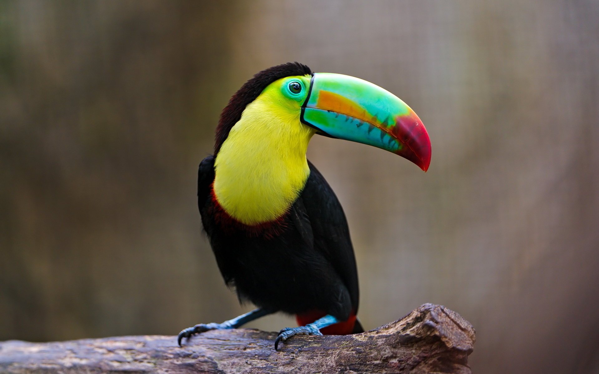 bird nature toucan background