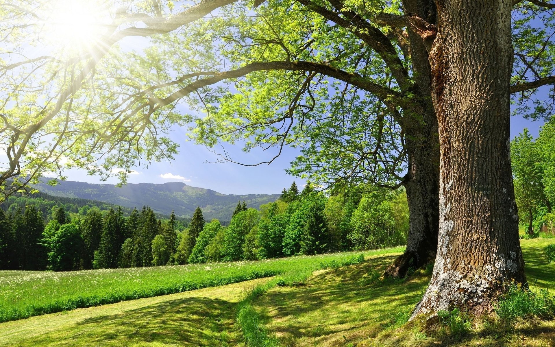 bosque hierba vegetación verano árboles resplandor sol