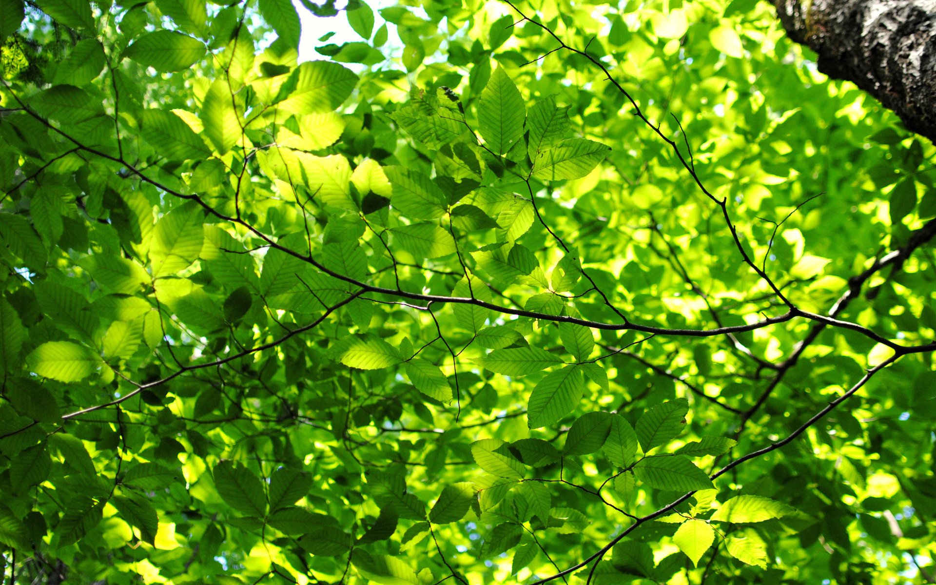 chlorophyll leaves greens tree branches light