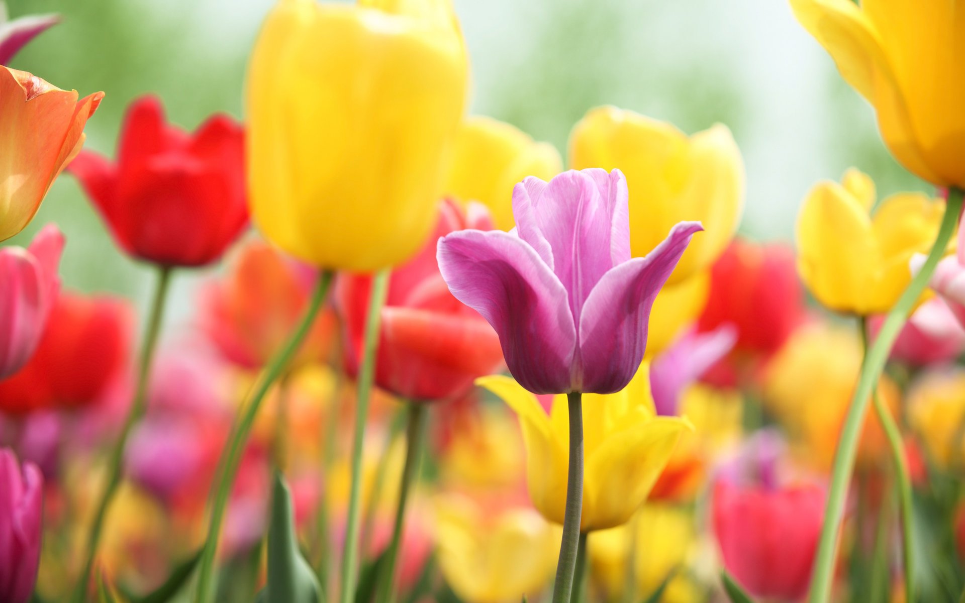 flores tulipán primavera alegría colores multicolor