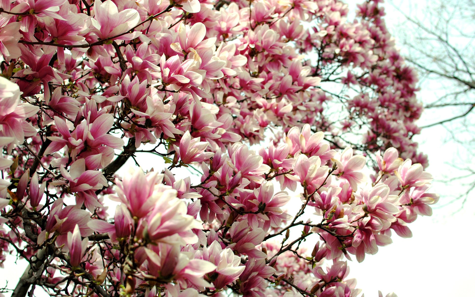 magnolia flowers shrub spring nature flowering tree petals branches pink