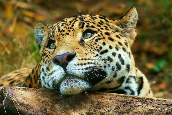 The leopard looks thoughtfully at the savannah