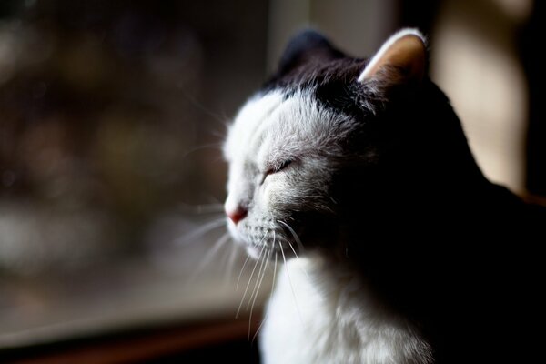 Chat pensif avec les yeux fermés