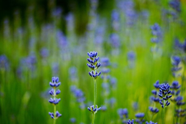 Campo macro borroso con lavanda azul