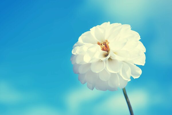 Flor blanca contra el cielo azul con pétalos