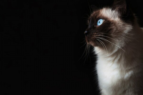 Blauäugige flauschige Katze. Schwarzer Hintergrund