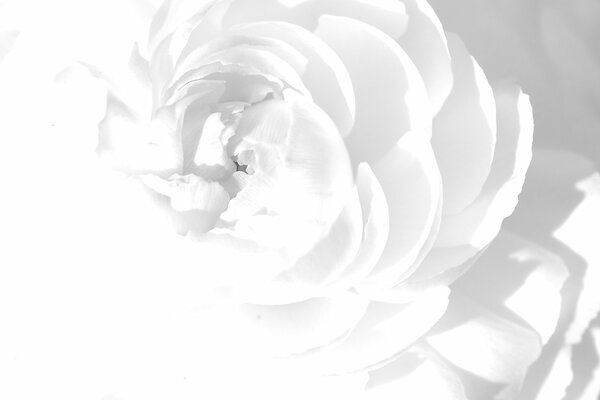 A flower of a white, pure, innocent rose with petals