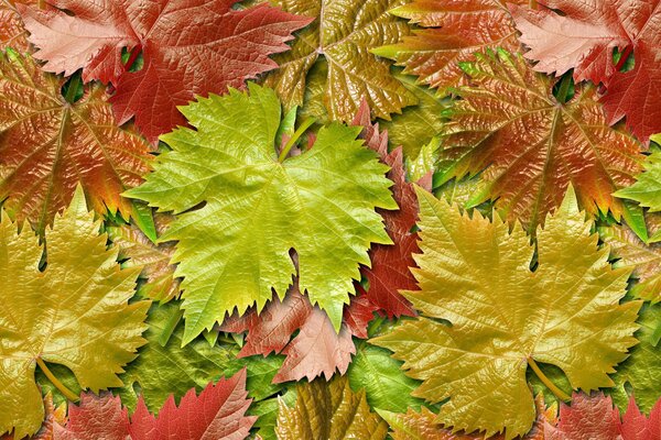 Carpet of autumn leaves of wild grapes