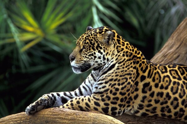 Jaguar-il maestoso gatto selvatico dei tropici