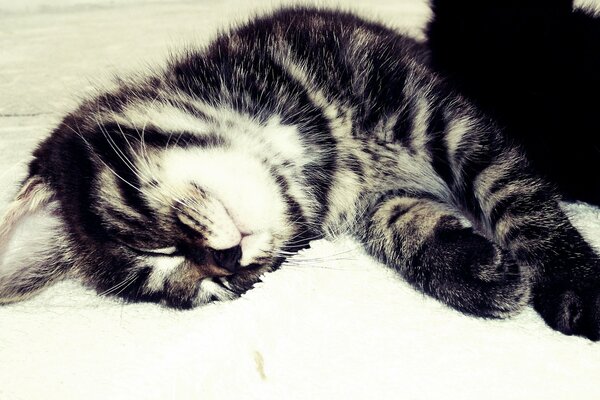 Cute face of a sleeping cat se
