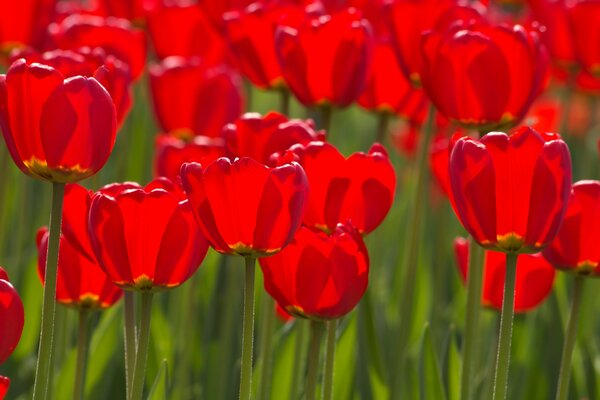 I tulipani rossi hanno aperto i boccioli