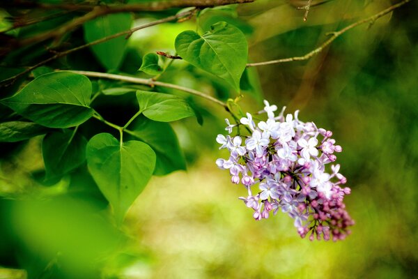 A branch of lilac in spring. Macro