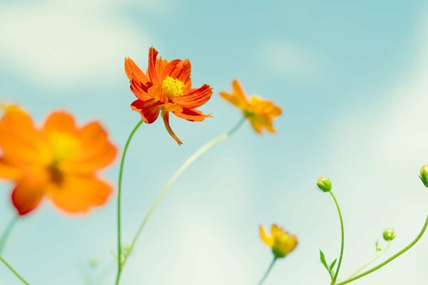 Blue sky and beautiful sunny flowers