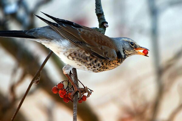 L uccello si siede su un ramo di sorbo, tenendo una bacca nel becco