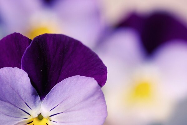 Delicati fiori del giardino viola delle viole del pensiero