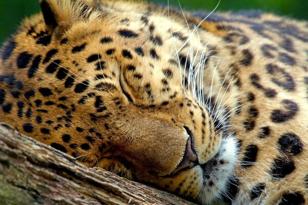 A big cat sleeps on a branch