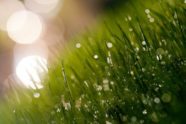 La fraîcheur du matin. Herbe avec de la rosée