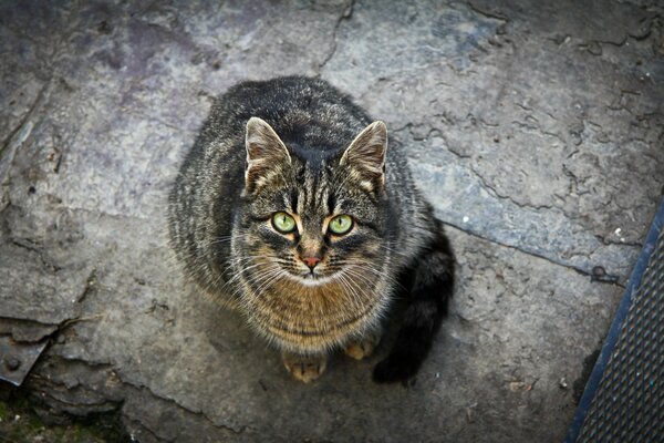 Chat aux yeux verts regarde attentivement