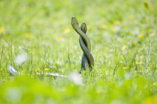 Against the background of a green lawn, two snakes are writhing in a mating dance