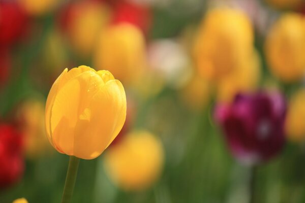 Żółty tulipan na kolorowym tle