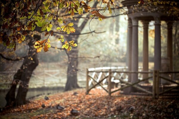 Gazebo in nature. Colored leaves