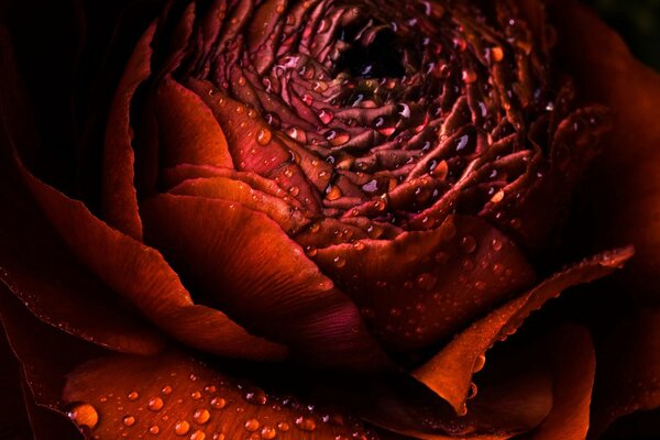 The beauty and grandeur of a burgundy rose flower with drops and petals