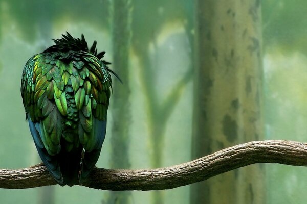 El loro se fusiona con la naturaleza verde