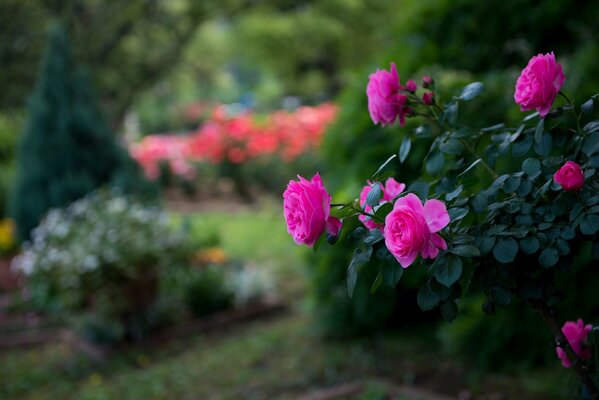 Bright roses unraveled on a bush in the garden