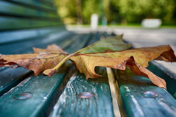 Automne feuille tombée sur le banc