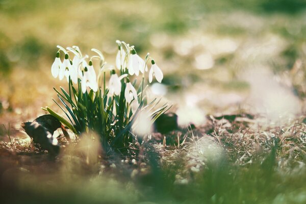 Las campanillas de invierno florecen en el bosque de primavera