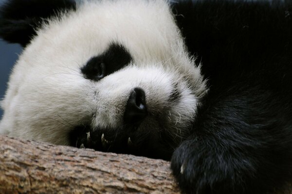 Der Panda liegt auf einem Ast und sieht einen Traum