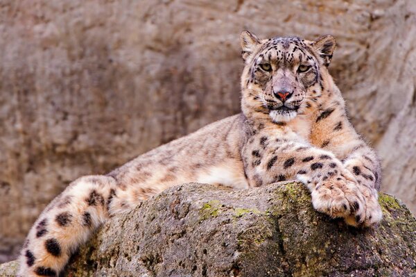 Beautiful snow leopard in nature